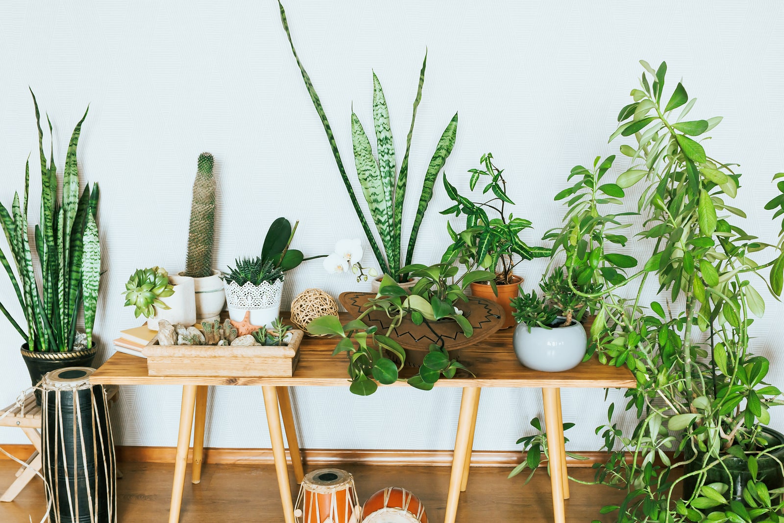 A huge collection of indoor plants in so many shapes and sizes. 